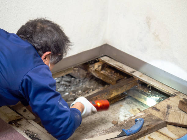 Best Home Mold Removal  in Lopezville, TX