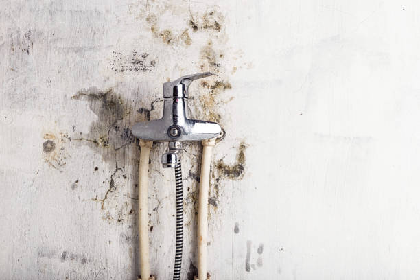 Best Certified Mold Removal  in Lopezville, TX
