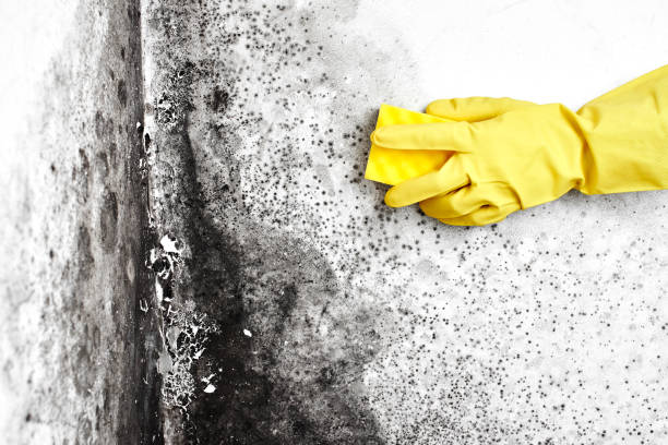 Certified Mold Removal in Lopezville, TX
