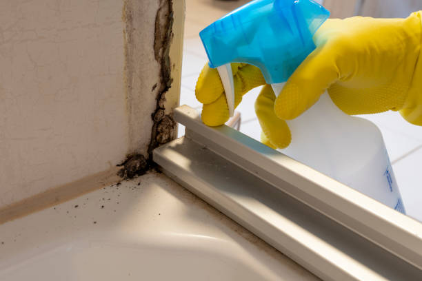 Best Attic Mold Removal  in Lopezville, TX
