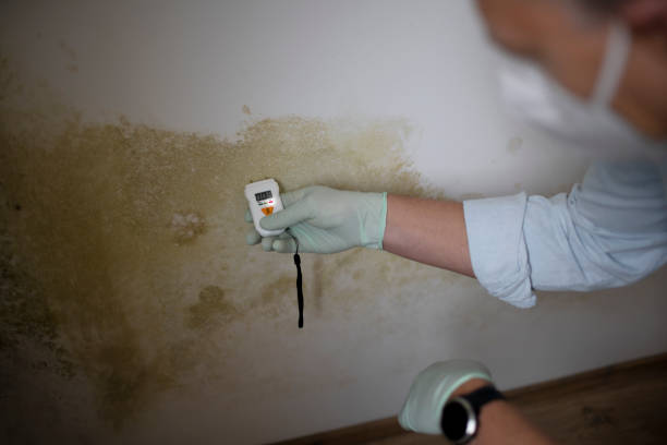 Best Mold Cleaning Services  in Lopezville, TX