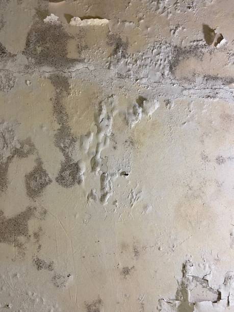 Home Mold Removal in Lopezville, TX