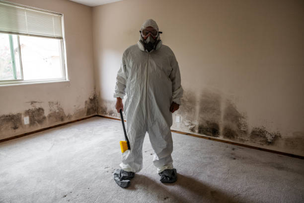 Best Mold Damage Repair  in Lopezville, TX