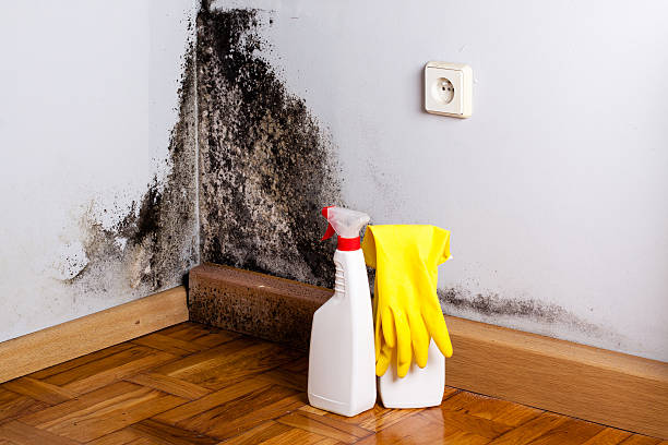 Best Black Mold Removal  in Lopezville, TX