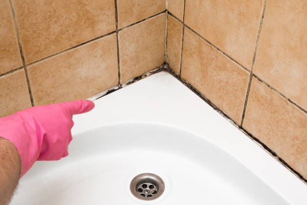 Trusted Lopezville, TX Mold Removal Experts